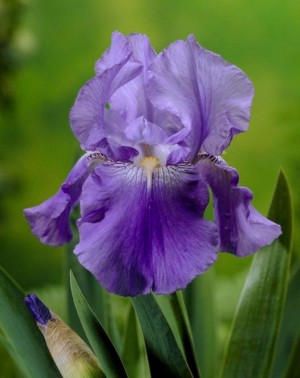 SULLIVAN: Iris A. formerly of Exeter